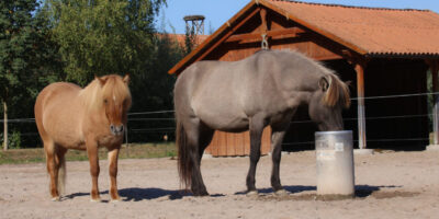 Reitanlage in Haßloch mit Aktivstall