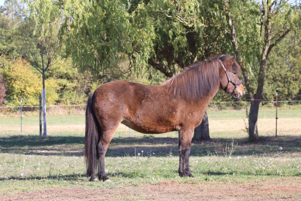Praxistheorie Das Exterieur des Pferdes Gestüt von Erden