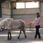 Arbeit-am-Kappzaum-Sophie-von-Erden