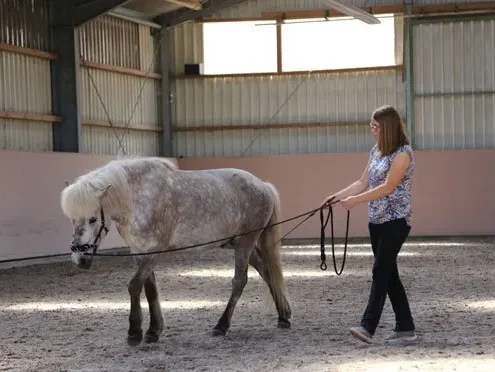 Arbeit-am-Kappzaum-Sophie-von-Erden