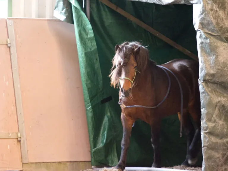 Gelassenheitstraining