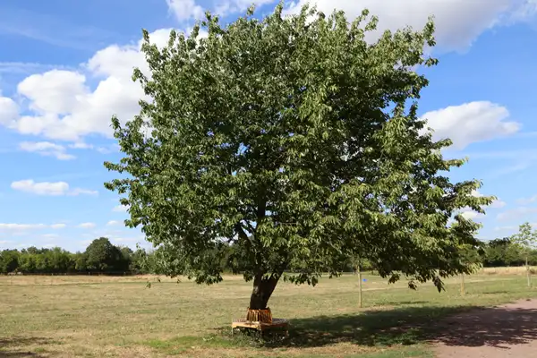 Baum_mit_Sitzbank